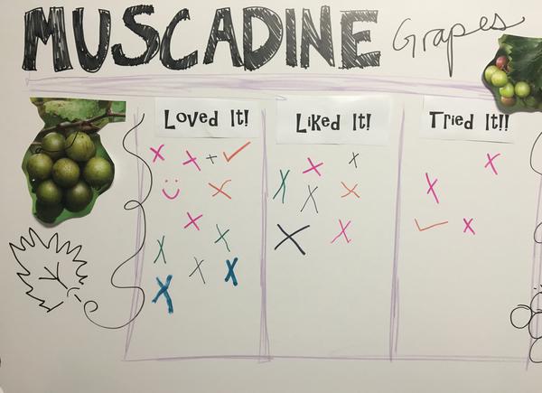 Figure 16. The bar graph made from this 4-H club loved muscadine
